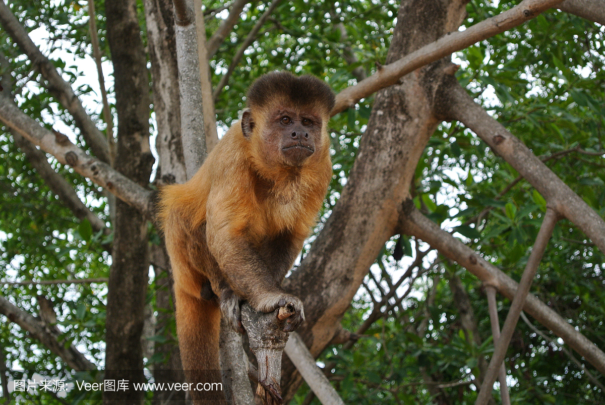 塞浦路斯猴在巴西