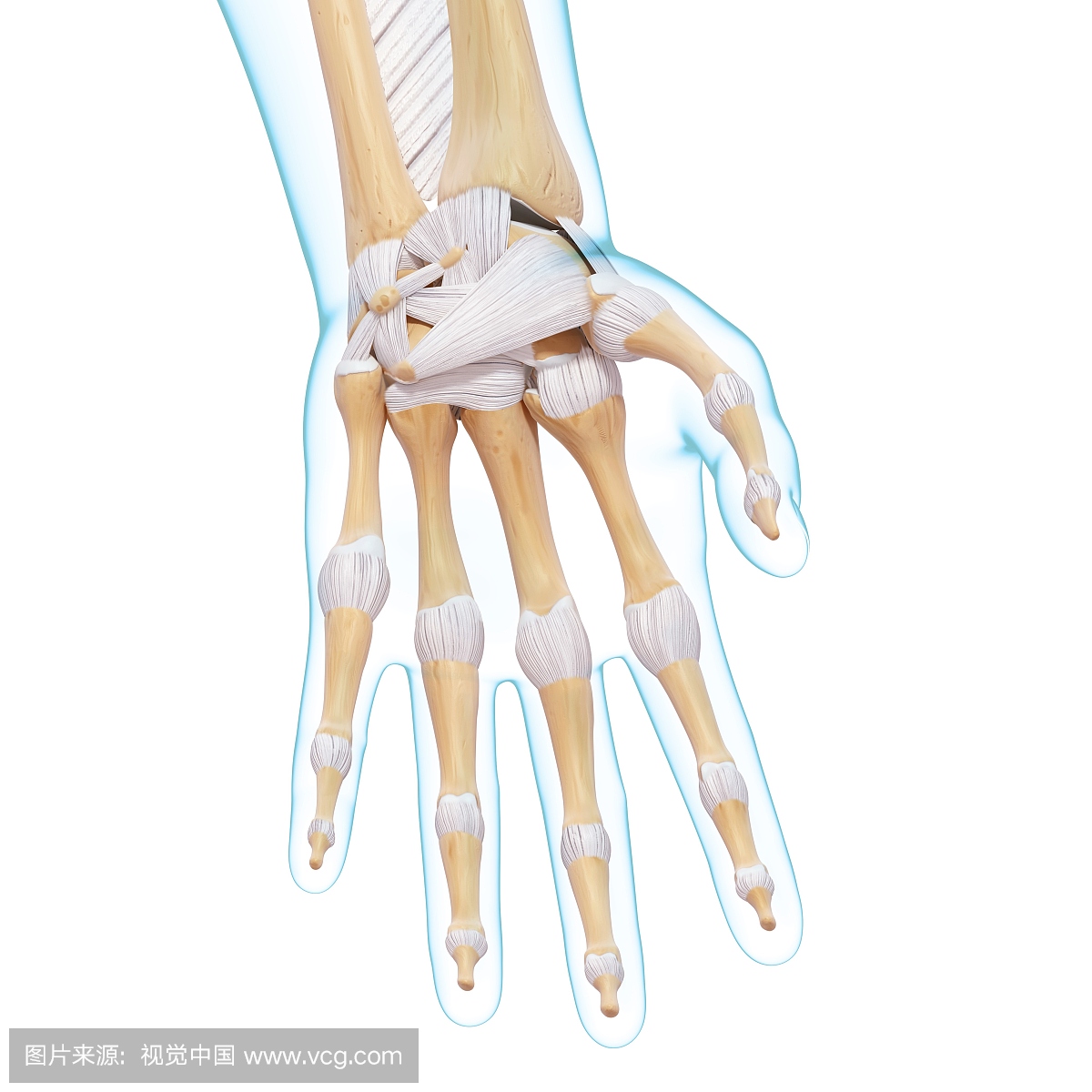 手腕,腕,腕部,腕关节