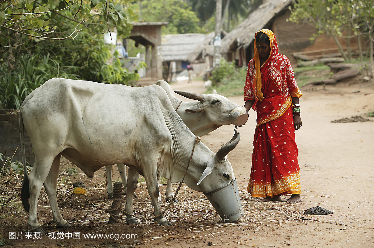 一个女人喂奶牛在路边;印度Katakpada村