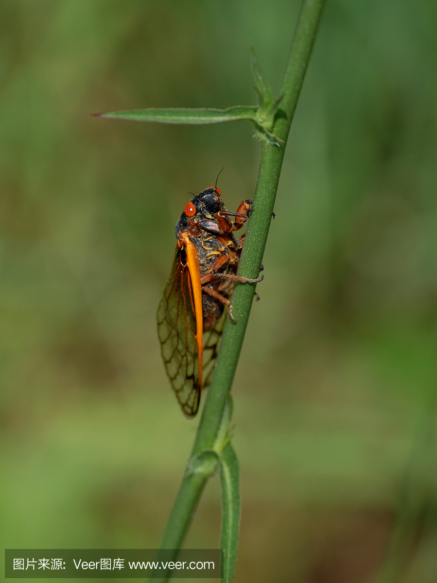 十七年蝉,最长寿的昆虫,蝉,知了