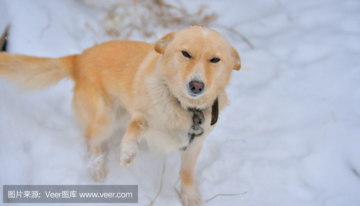 守狗在雪地里