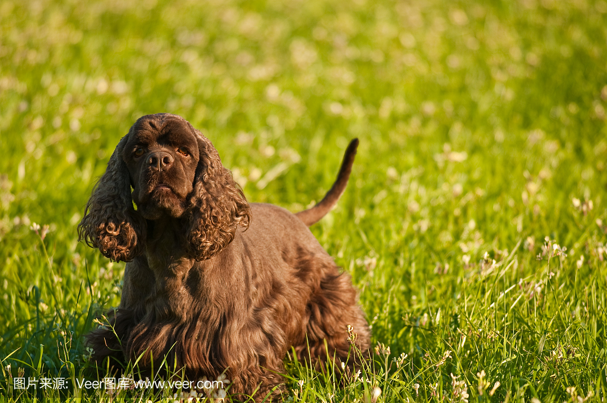 美国的西班牙猎犬站在绿色的田野里