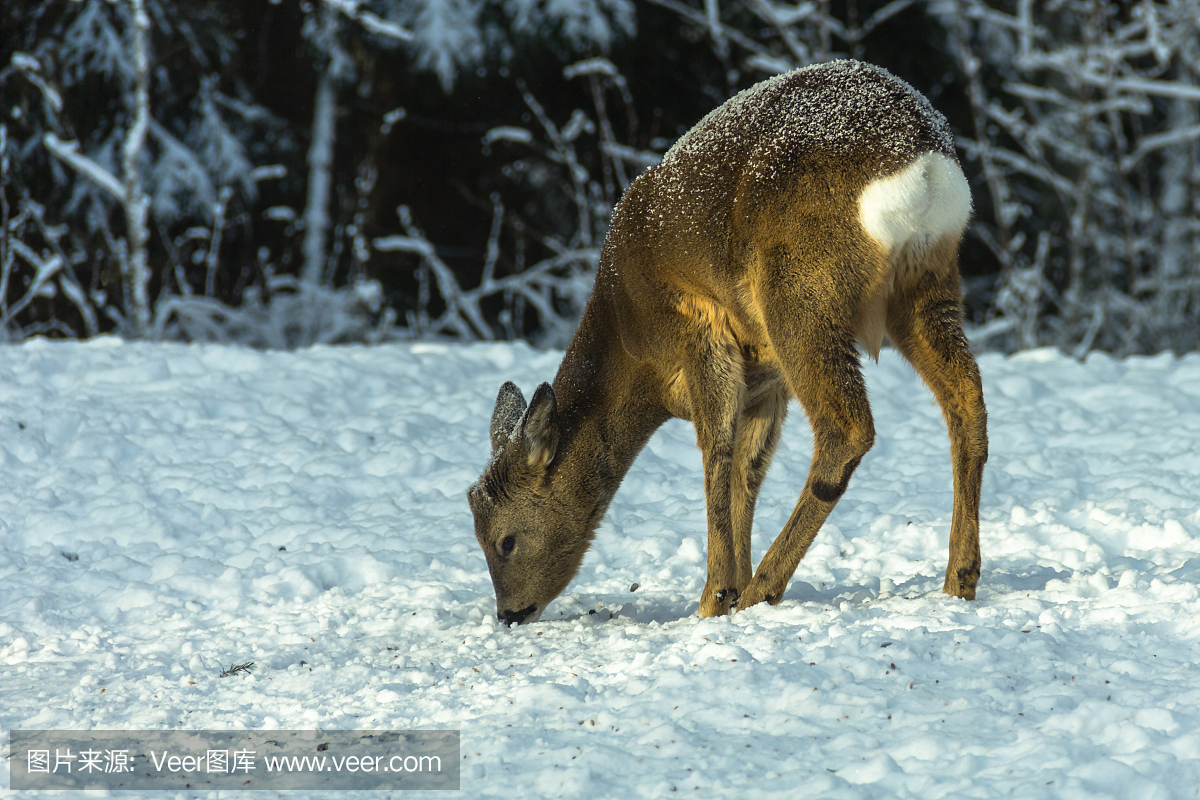 瑞典,英文字母T,食品,雪