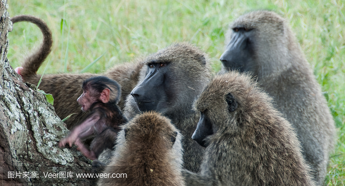 家庭聚会的狒狒