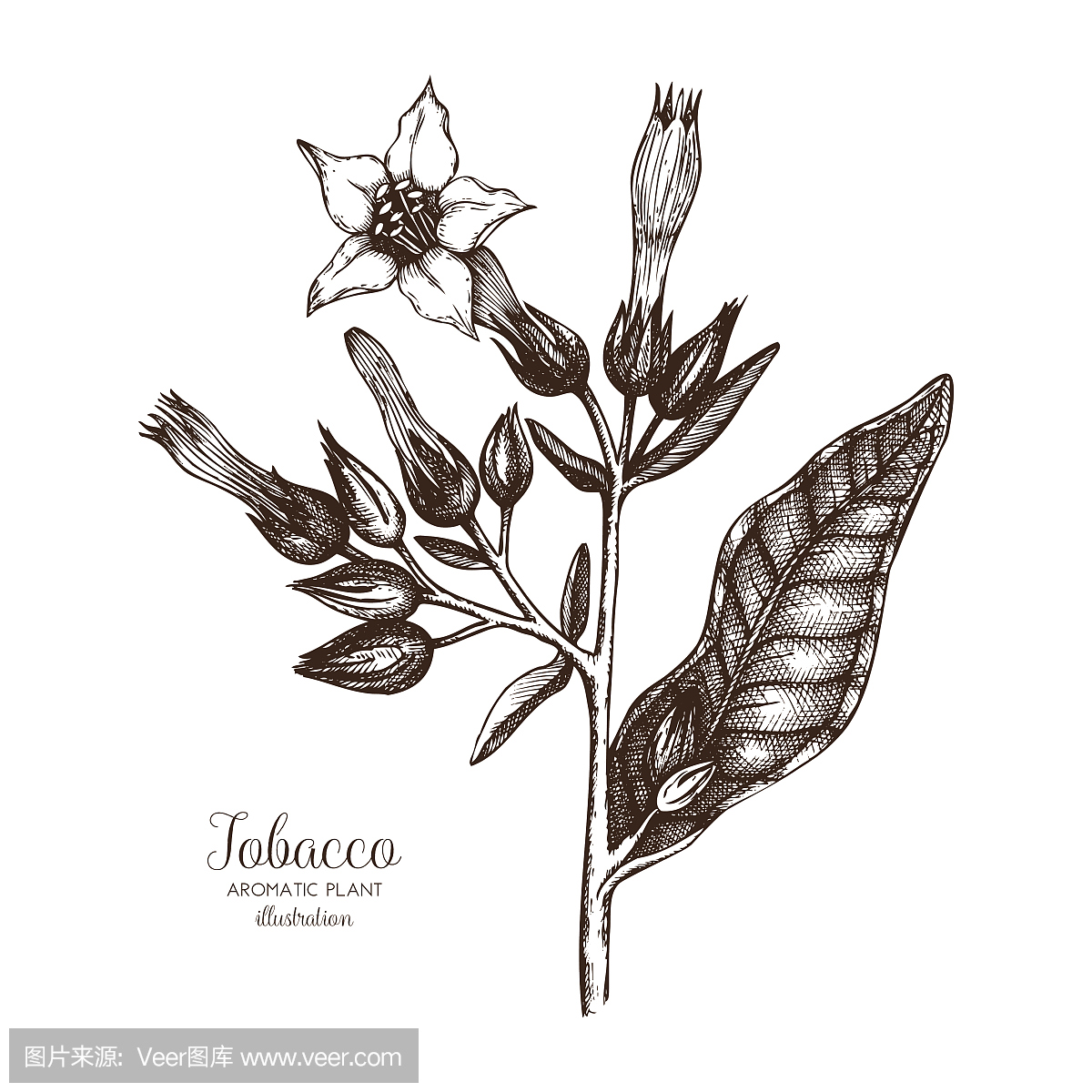 烟草,烟丝,烟叶,烟草制品