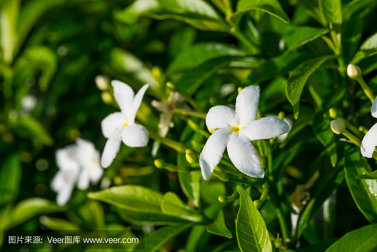 菲律宾茉莉花