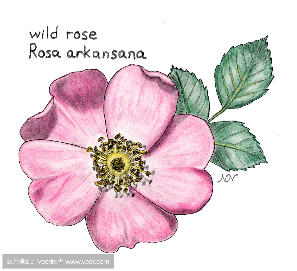野玫瑰,罗莎阿肯色,植物绘画用彩色铅笔