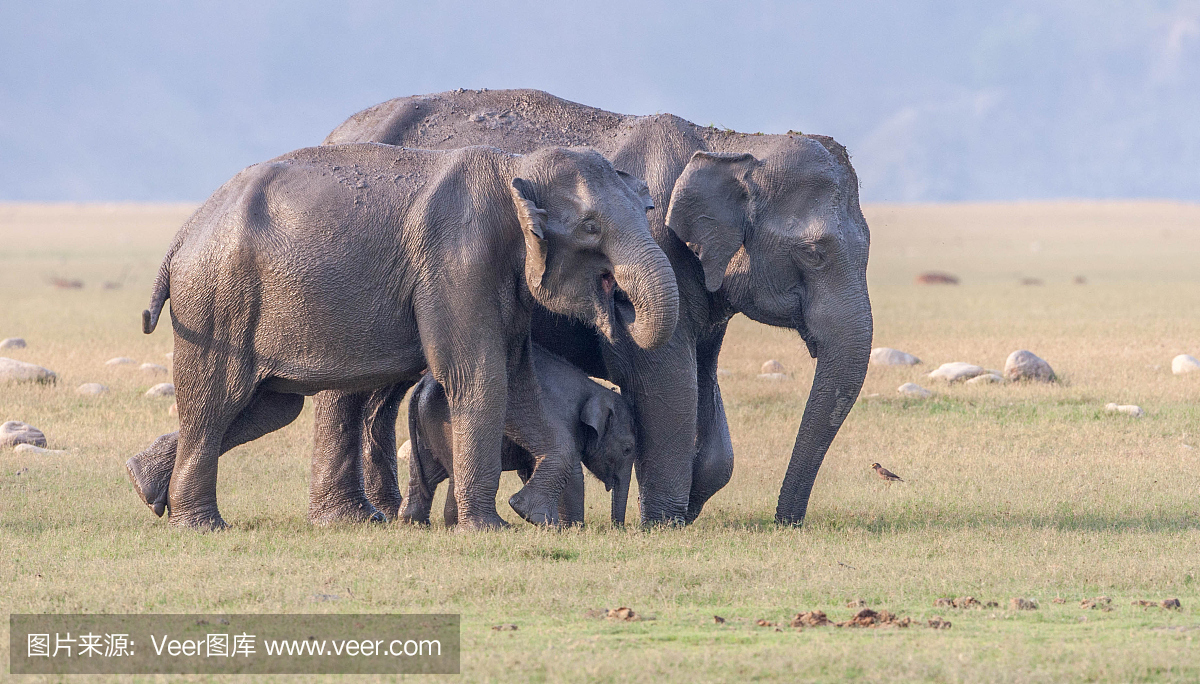 印度吉姆科贝特国家公园的大象牧群。