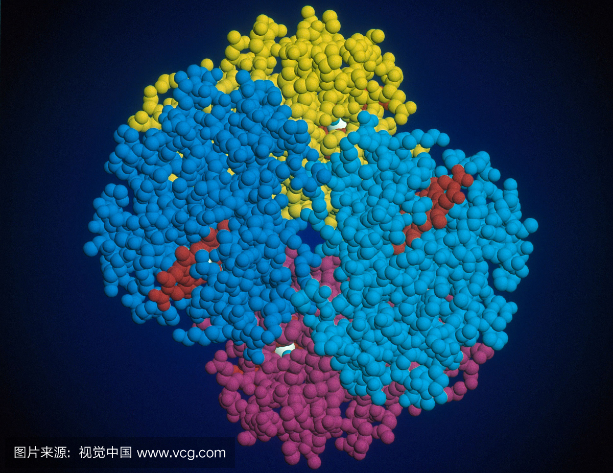 计算机生成的氧合人血红蛋白A模型,由亚单位着