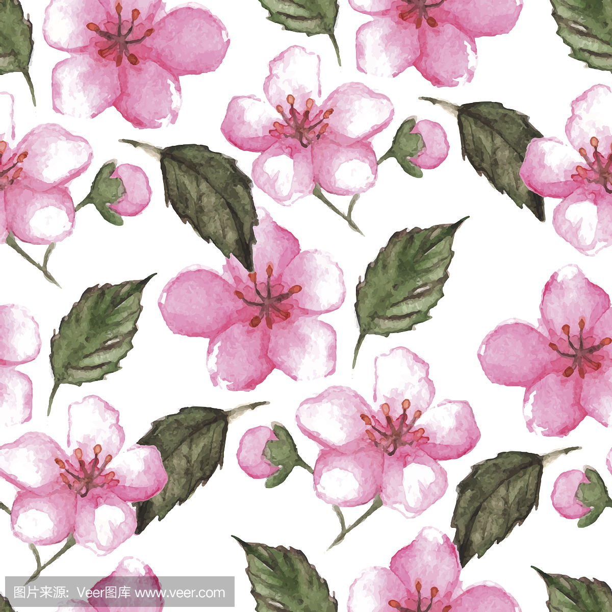 樱花,樱桃花,水彩颜料,水彩画颜料