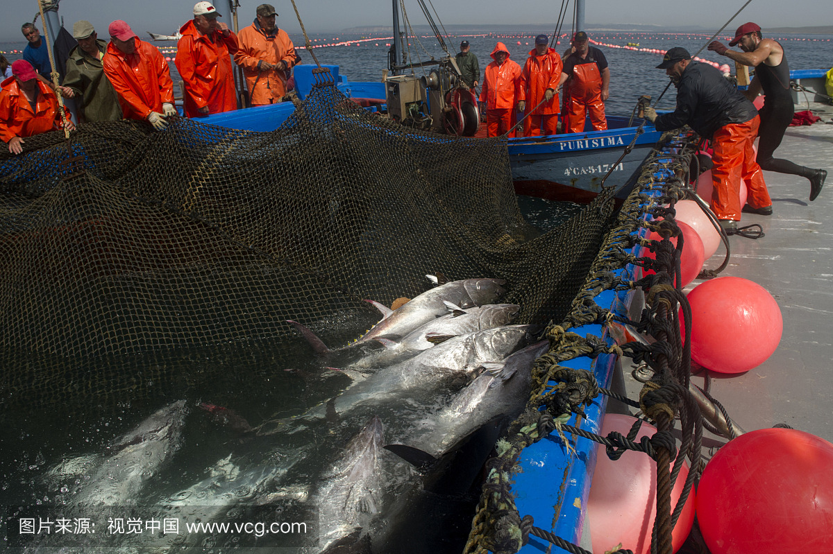 Almadraba大西洋蓝鳍金枪鱼渔业是一个迷宫,