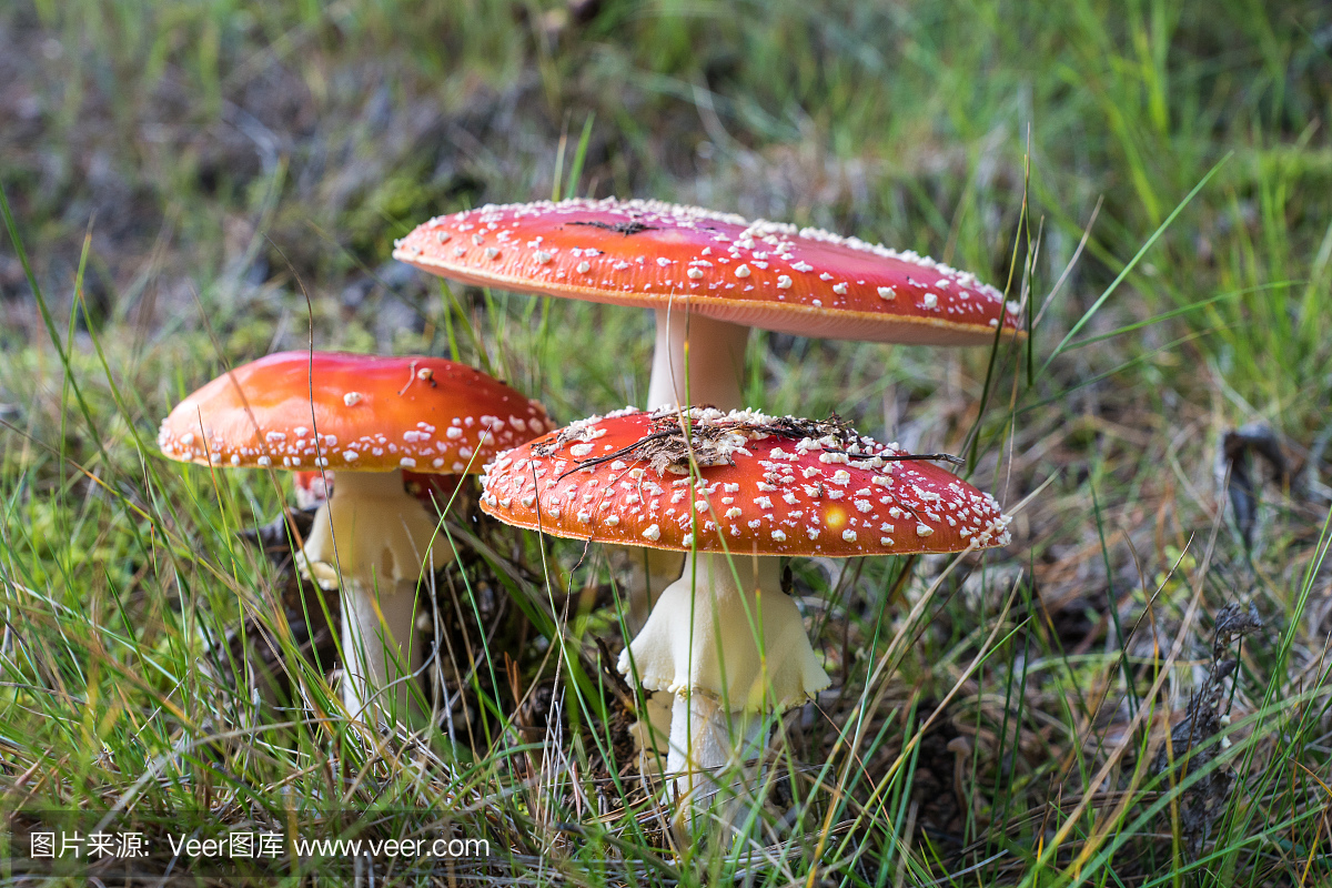 毒蘑菇,毒菌,毒蕈,鬼笔鹅膏