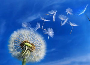蓝色蒲公英唯美意境