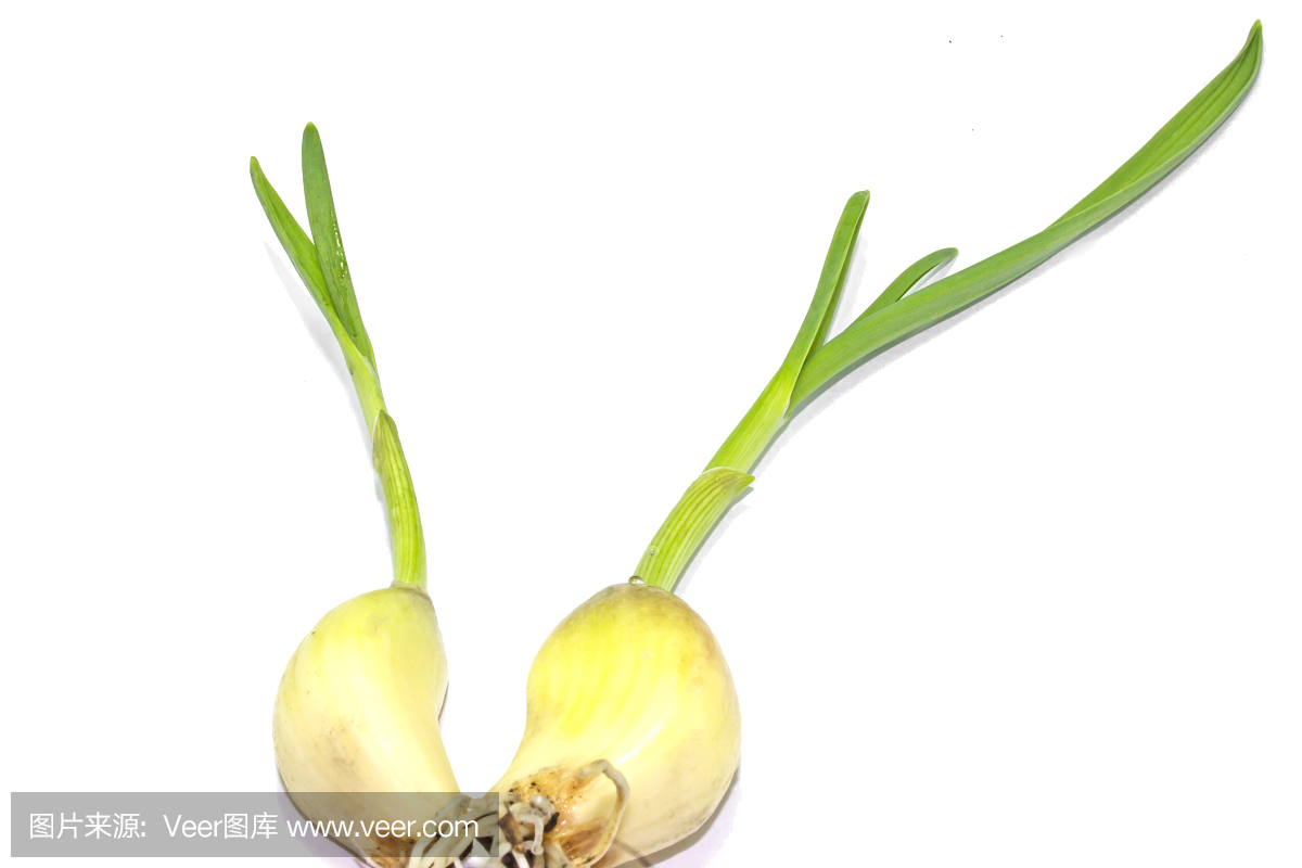 孤立在白色背景上大蒜的生长