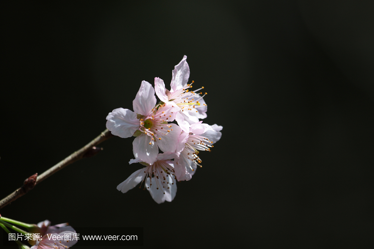 樱桃树的桃红色花反对被弄脏的背景的。复制空