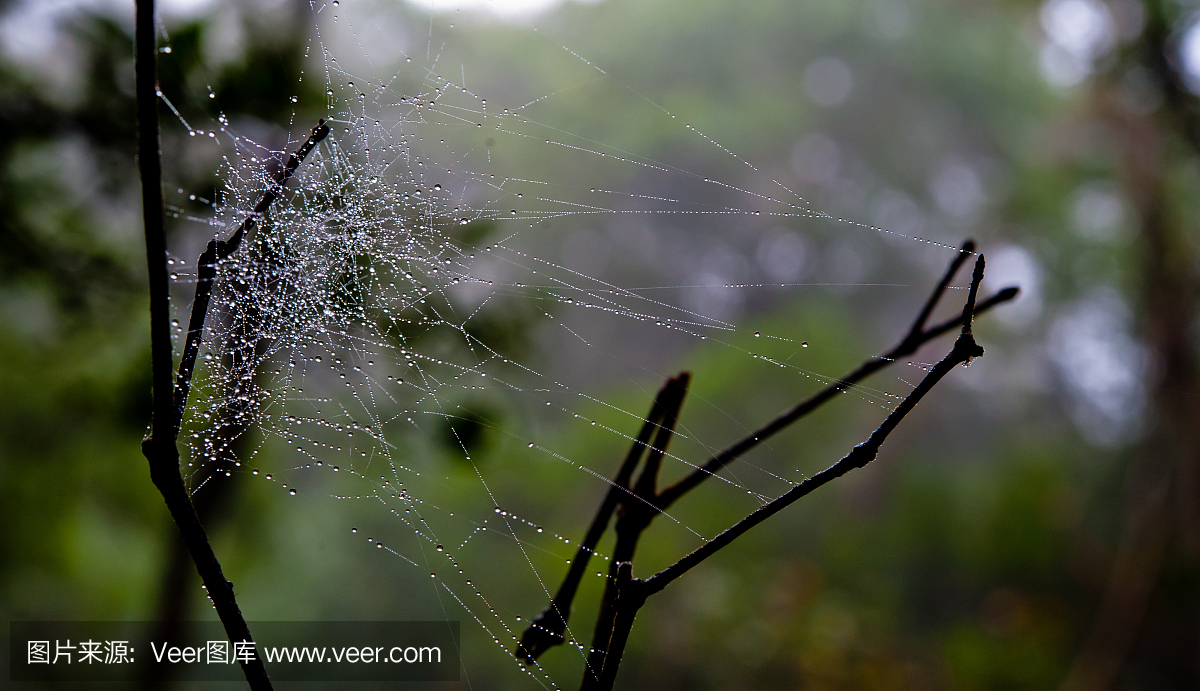 晨露。绿色森林背景上的蜘蛛网上闪亮的水滴。