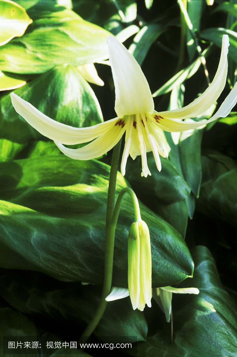 四月份开花的白色美丽猕猴桃(wisley)