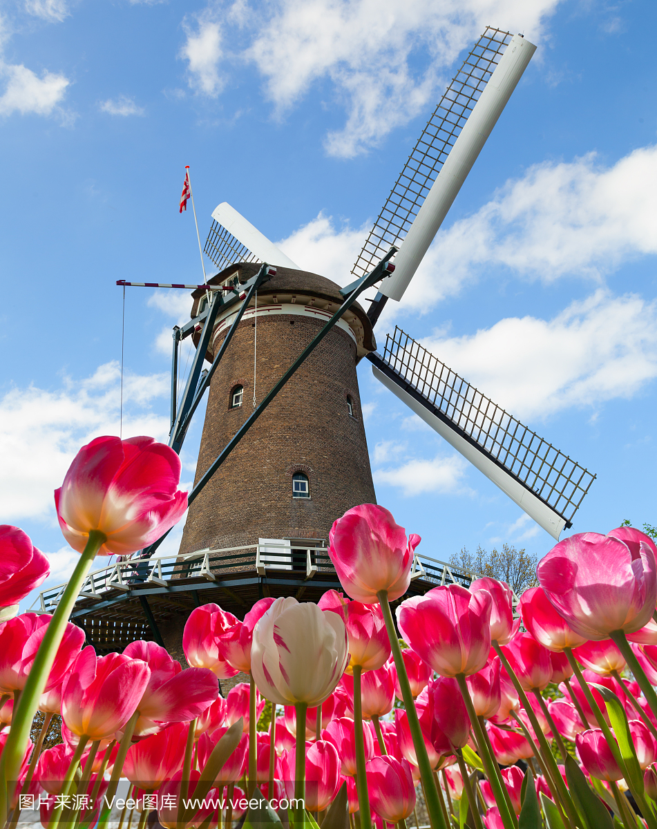 充满活力的郁金香场与荷兰风车
