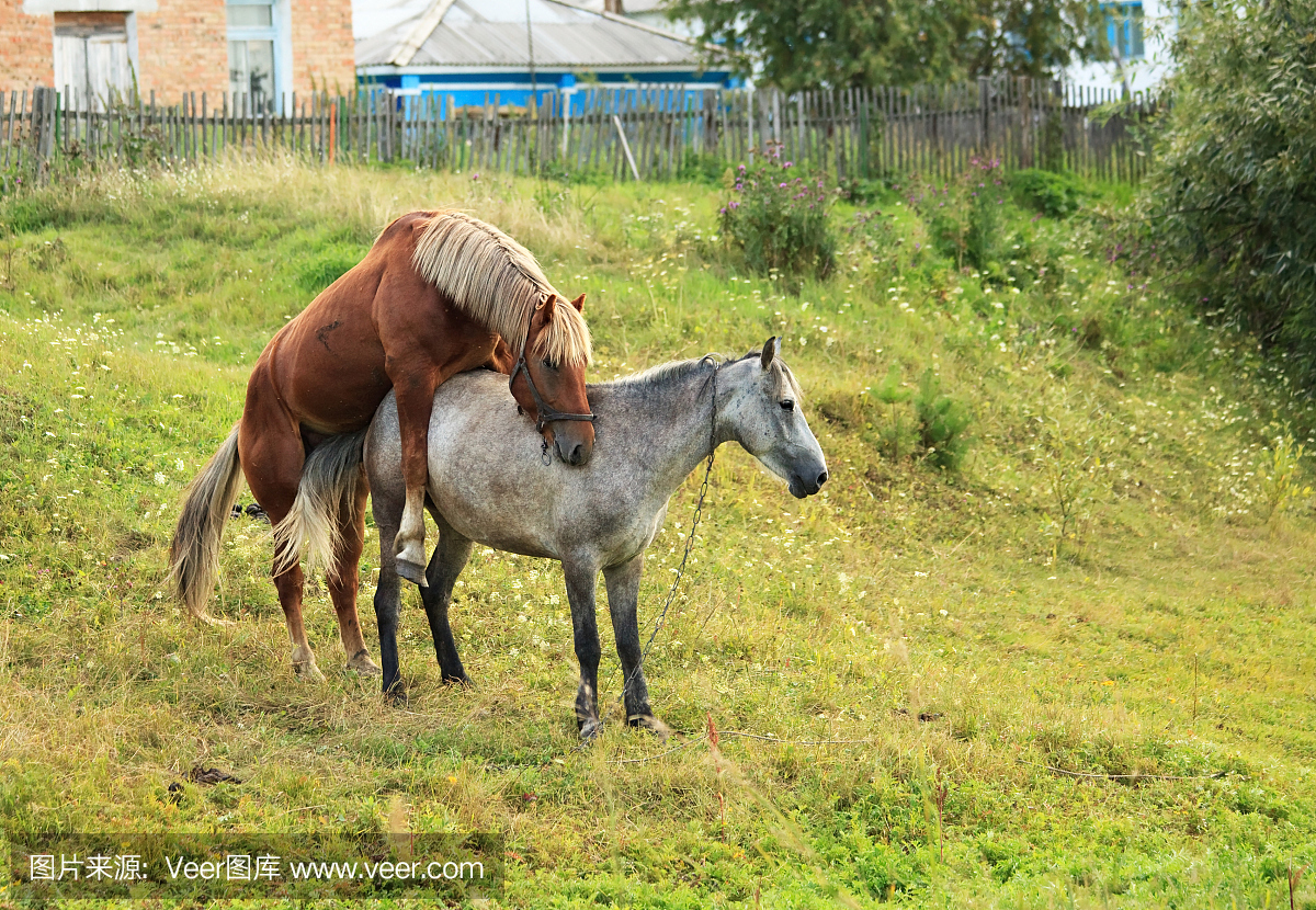自然,水平画幅,母马,无人