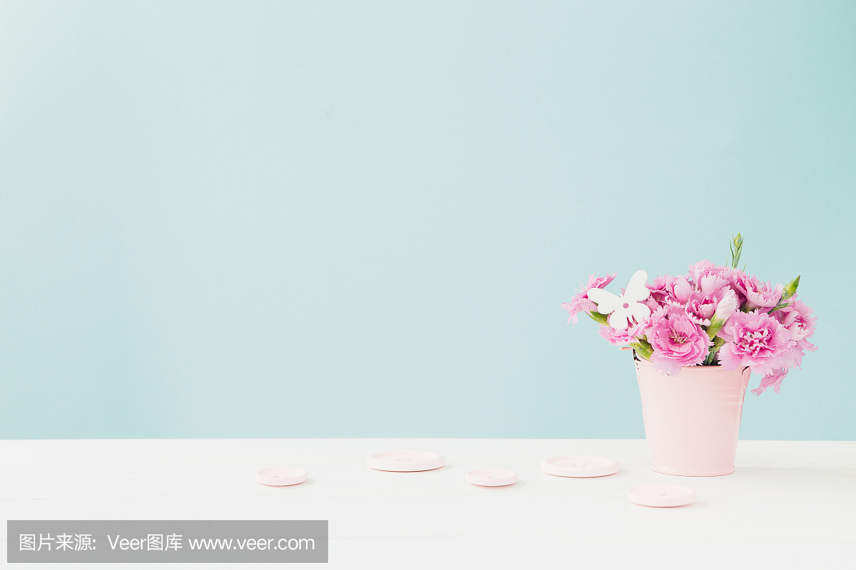 粉红色康乃馨花束在粉红色背景上的花瓶。文本