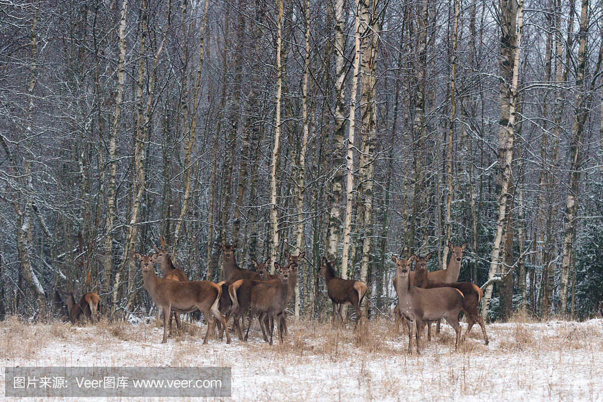 不同的年龄鹿群在一个积雪的领域反对冬天白桦