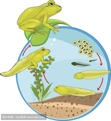 蝌蚪,青蛙幼虫,欧洲林蛙,草蛙