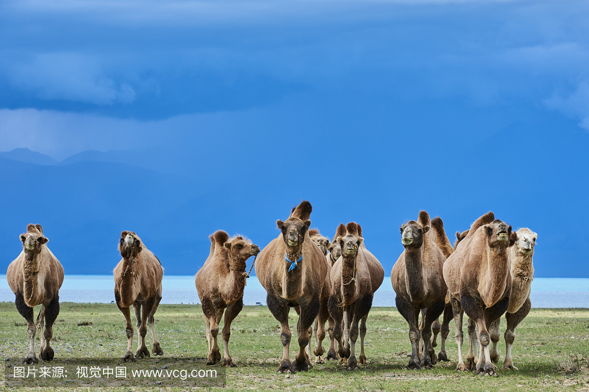 Mongolia, bactrian camel