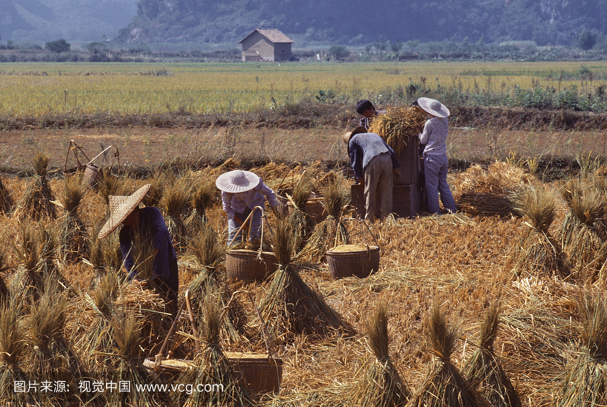 工人,农民在田间收割米饭。