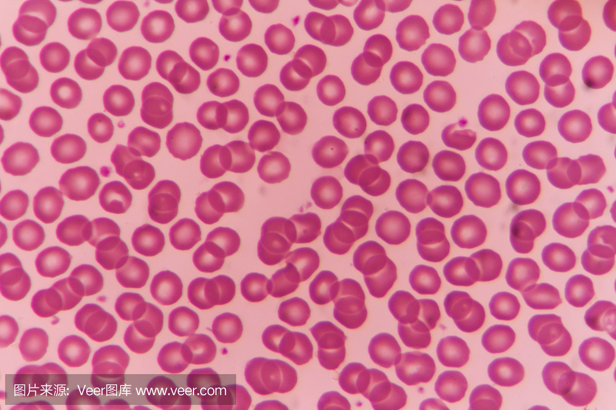 正常红细胞图片-商业图片-正版原创图片下载购买-VEER图片库