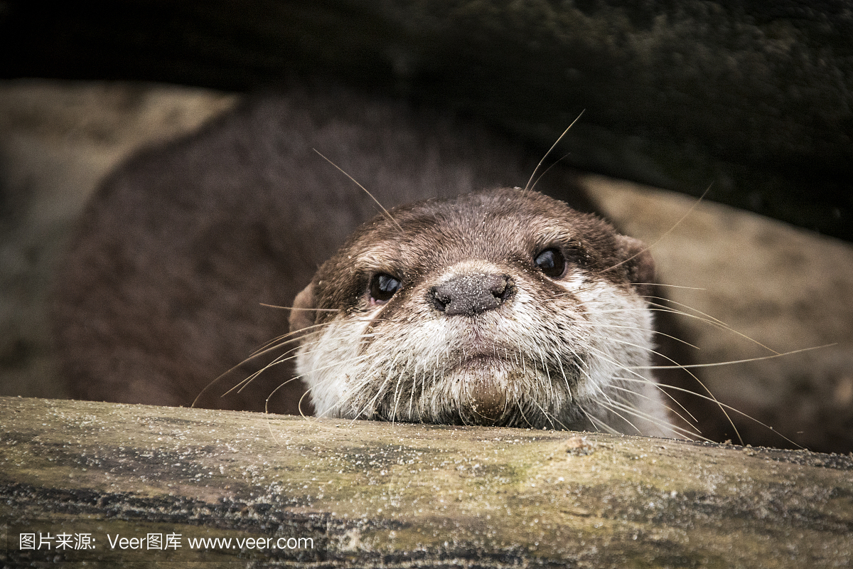 水獭,水濑属,水濑,河獭