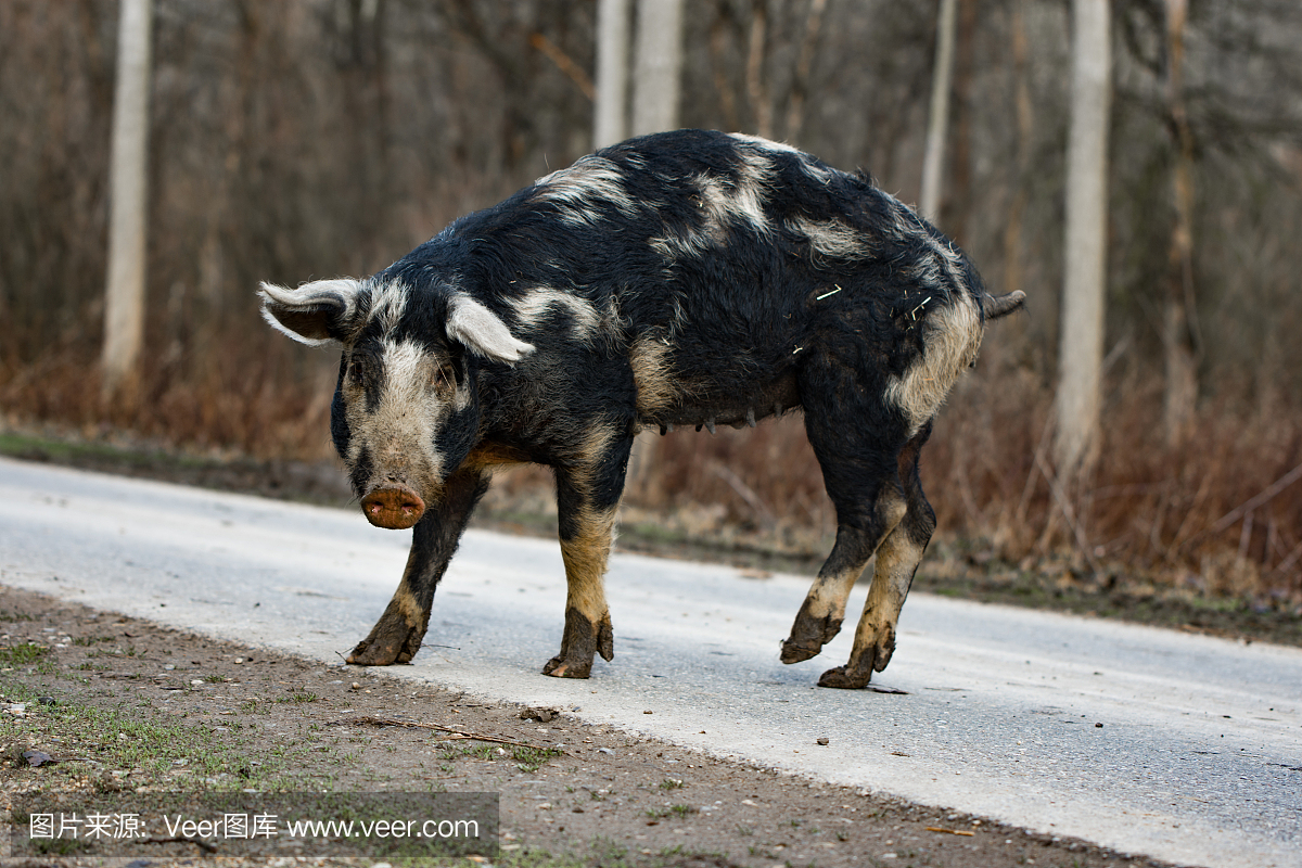 野猪,穿过街道,自然保护区Obedska池塘塞尔维亚