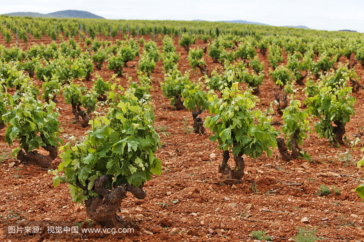 葡萄藤,Carinena,萨拉戈萨省,阿拉贡,西班牙