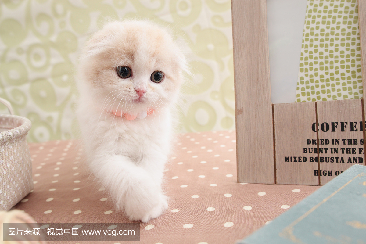 苏格兰折耳猫,苏格兰弯耳猫,摺耳猫,折耳猫