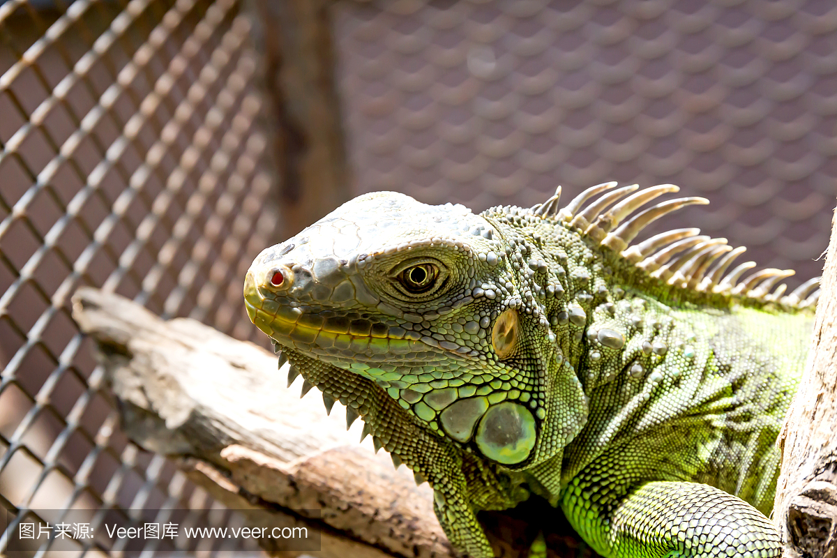 lguana