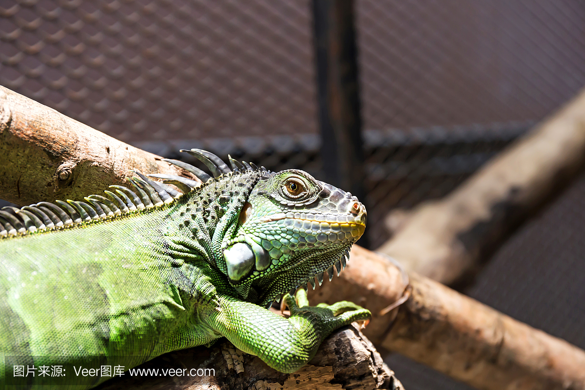 lguana