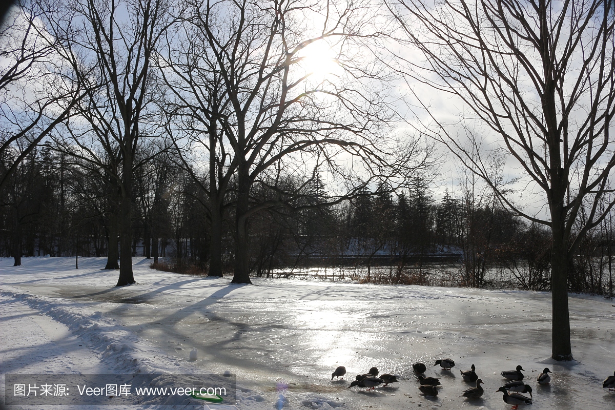 斯普林班克公园,伦敦安大略加拿大,在冬季的风