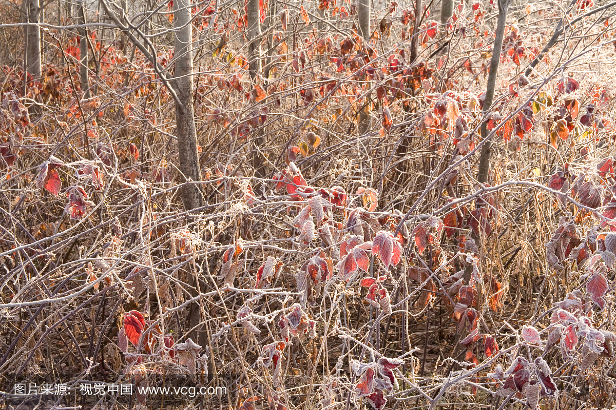 白杨树和磨砂荆棘补丁,中萨克维尔,新斯科舍省