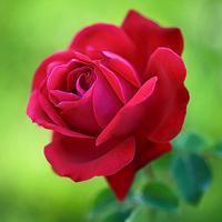 色彩迥异形态靓丽的玫瑰花头像_美美花儿代表-6kb