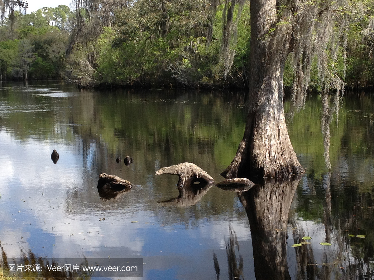 塞浦路斯树和根在夏天在希尔斯伯勒河反映 - 佛