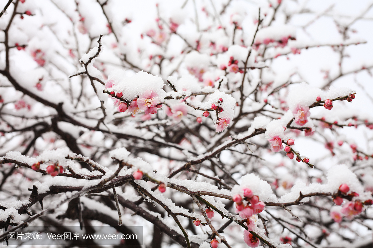 日本梅花在二月下旬下雪