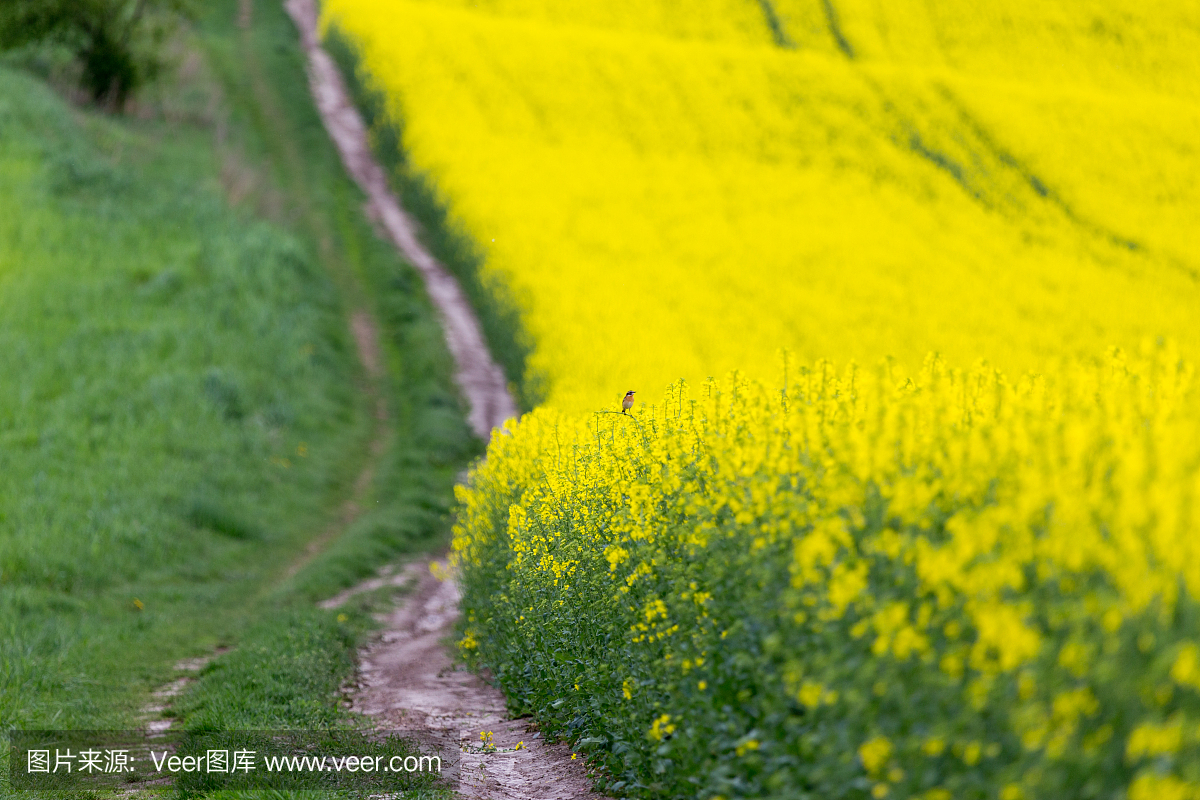 景观与油菜田 - 生物柴油燃料的主要成分。