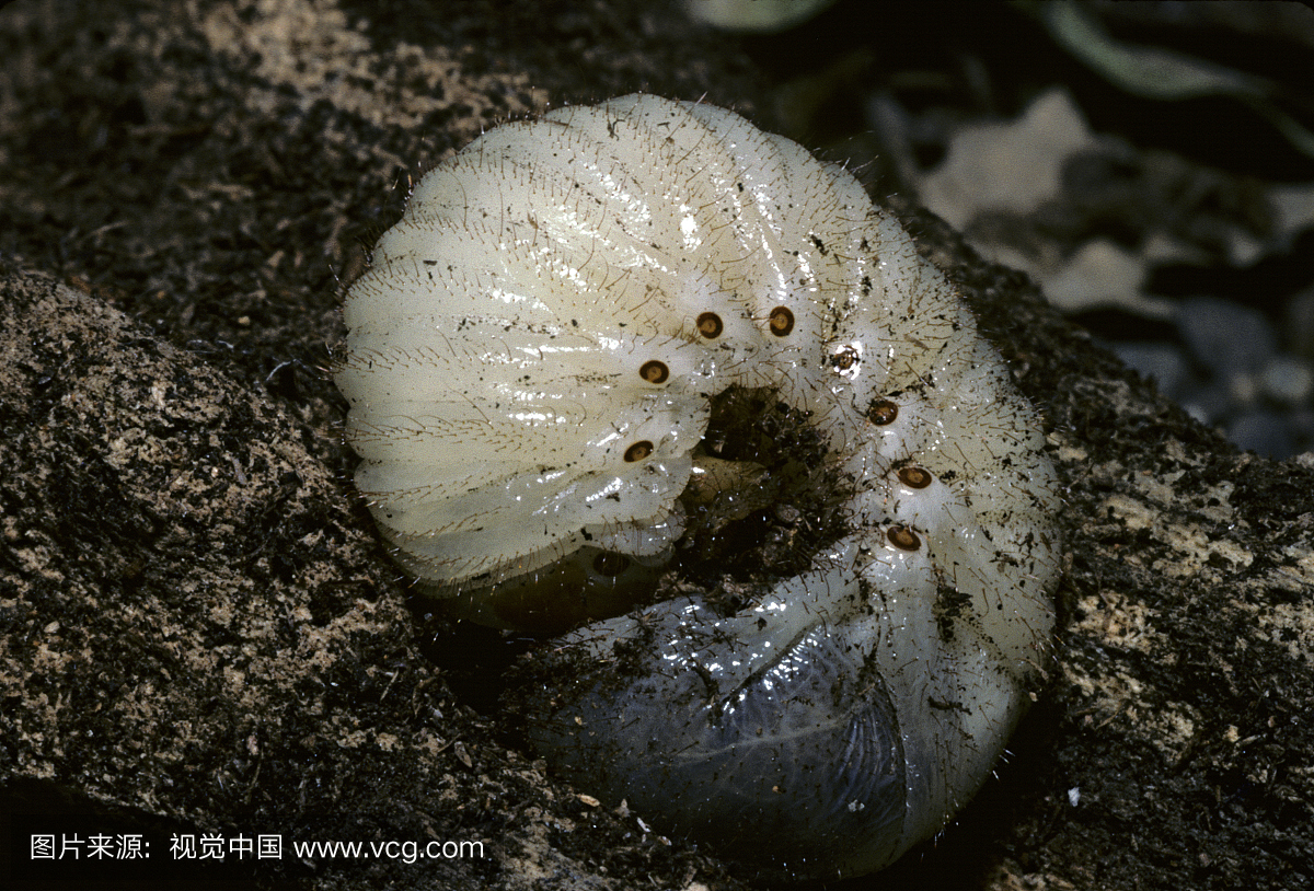 Scarab甲虫幼虫,Scarabaeidae,Ramsey县,明尼