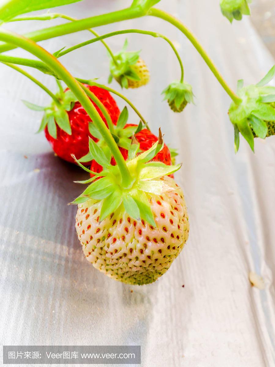 日本千叶草莓农场白草莓的单一新鲜度