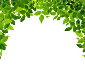 矢量简约素雅边框背景模板下载(图片编号:106-172kb 简约清新绿叶信纸