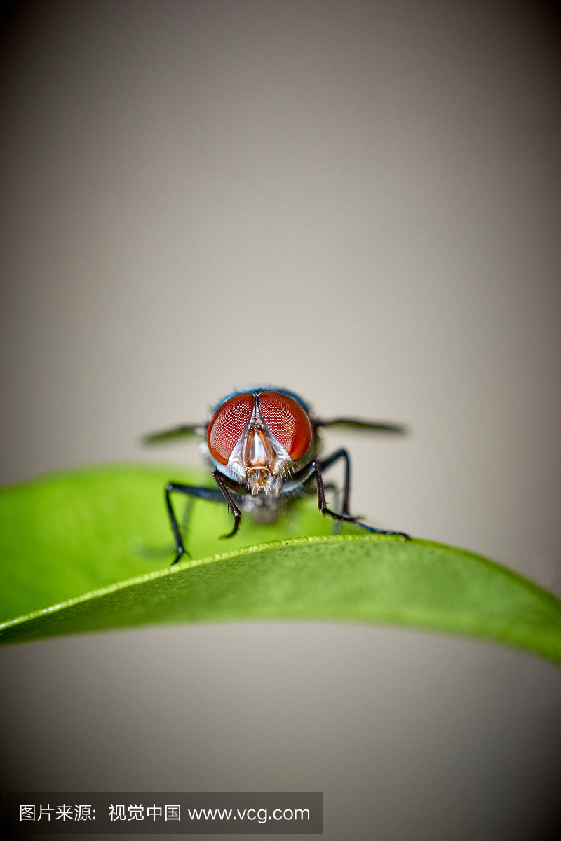 绿头苍蝇,动物嘴,色彩鲜艳,小的