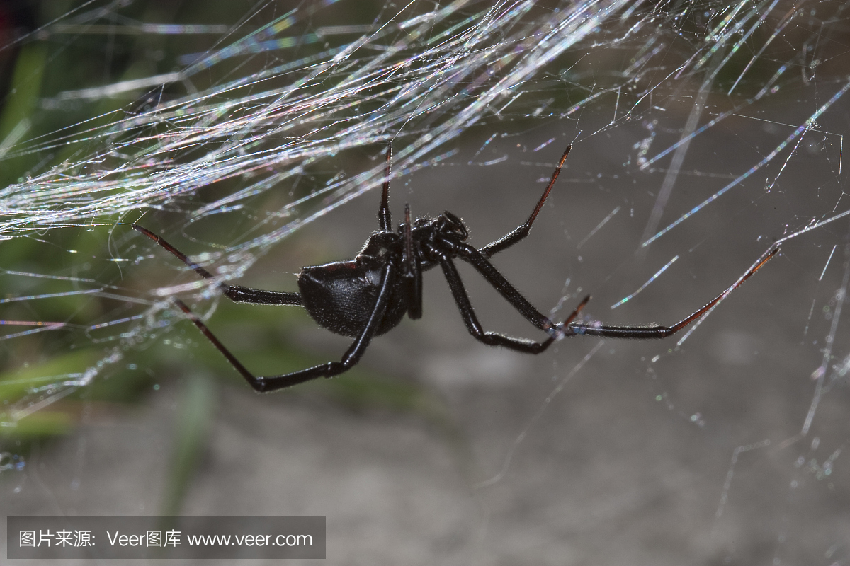 女性黑寡妇蜘蛛从网上挂起