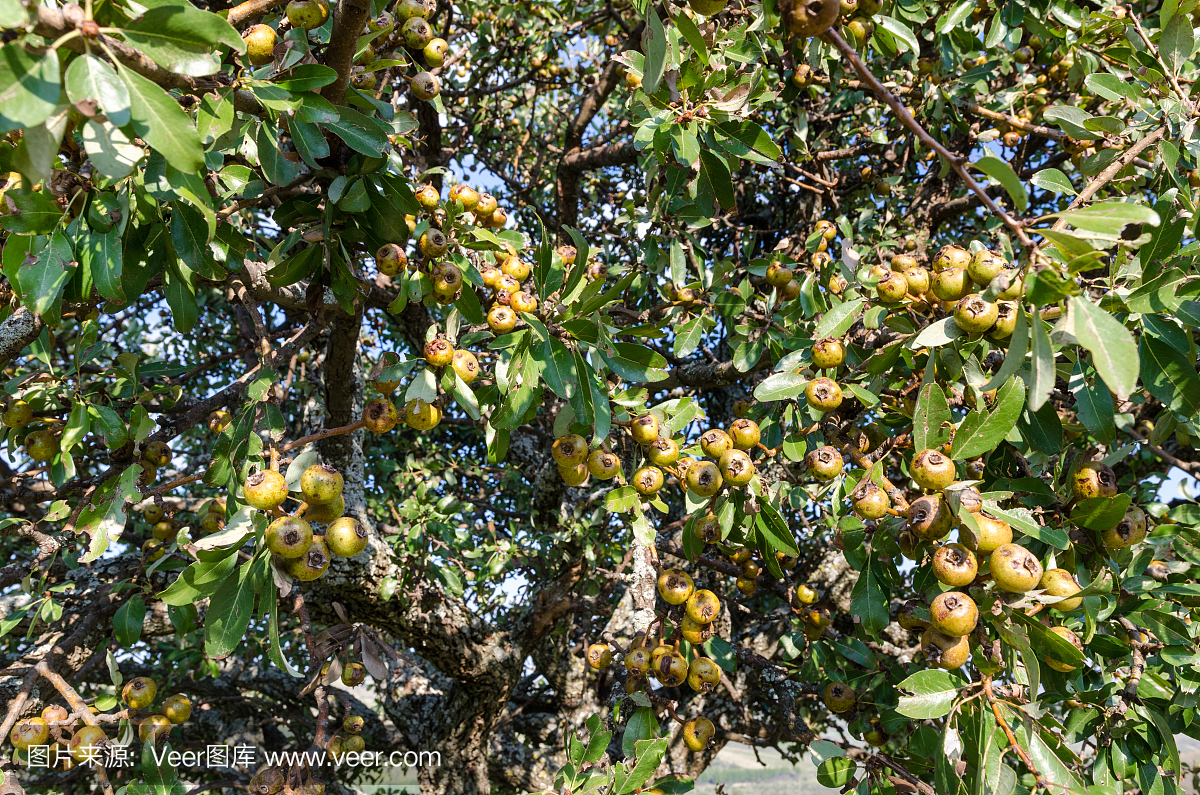 自然,水平画幅,梨,水果