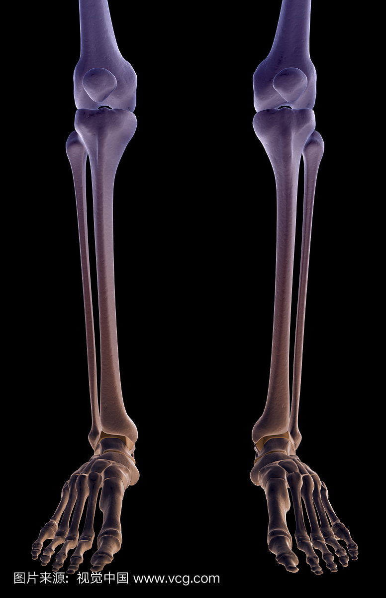 腿的骨头