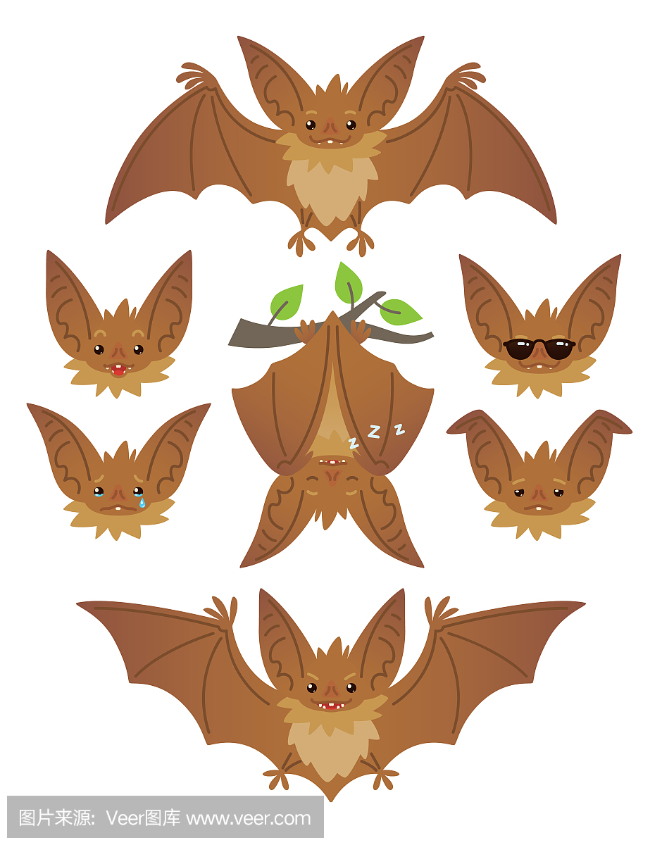 Bat in various poses. Flying, hanging. Brown ba