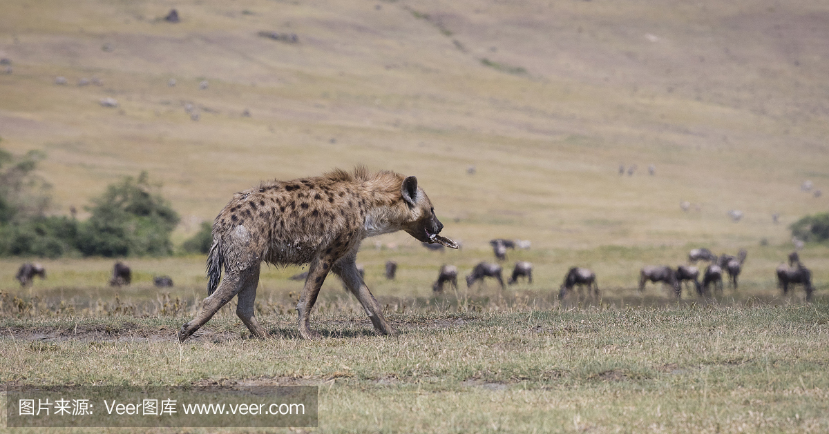 世界遗产,野生动物,狩猎动物,鬣狗